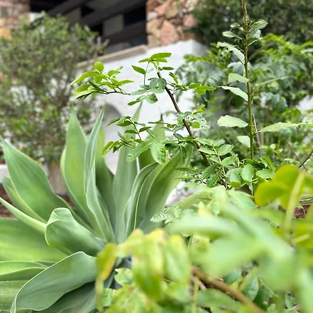 Sonia Вилласимиус